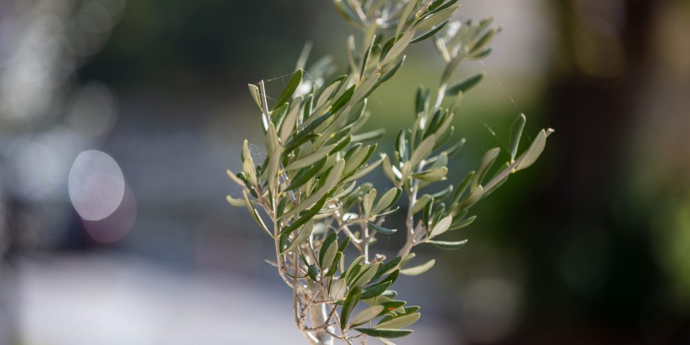Sprout of olive tree with green leaves growing in planter with stones on blurred background of garden on sunny summer day